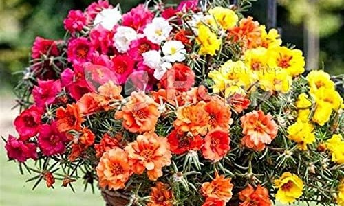芝麻香油多少钱一斤-芝麻香油的脂肪含量网-分享芝麻香油混合蜂蜜喝可以治便秘吗，芝麻香油混合蜂蜜喝可以治便秘吗知识库